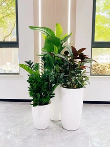 了解海曙花卉租摆价格，扮靓你的生活空间！